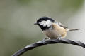 Coal Tit