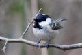 Coal Tit