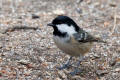 Coal Tit