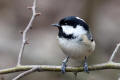 Coal Tit