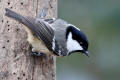 Coal Tit
