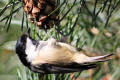 Coal Tit