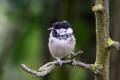 Coal Tit