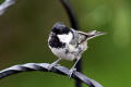 Coal Tit