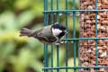 Coal Tit