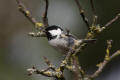 Coal Tit