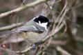 Coal Tit