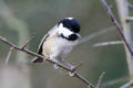 Coal Tit