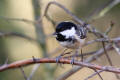 Coal Tit