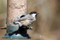 Coal Tit