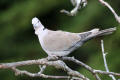 Collared Dove
