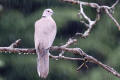 Collared Dove