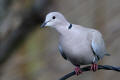 Collared Dove