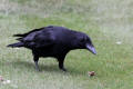 Carrion Crow