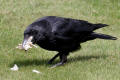 Carrion Crow