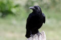 Carrion Crow image from gardenbirdwatching.com