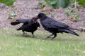Carrion Crow