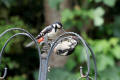 Great-spotted Woodpecker