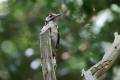 Great Spotted Woodpecker