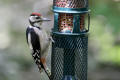 Great Spotted Woodpecker