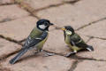 Great Tit