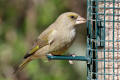 Greenfinch