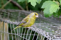 Greenfinch