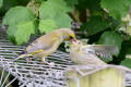 Greenfinch