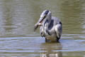 Grey Heron