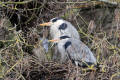 Grey Heron