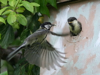 Nest Box