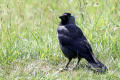 Jackdaw