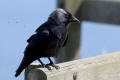 Jackdaw