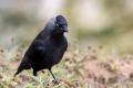 Jackdaw