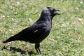 Jackdaw