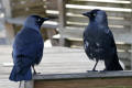 Jackdaw