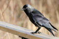 Jackdaw
