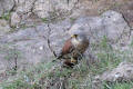 Kestrtel with prey