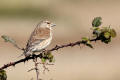 Linnet