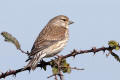 Linnet