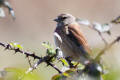 Linnet