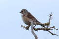 Linnet