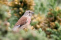 Linnet