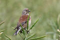 Linnet