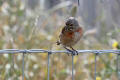 Linnet