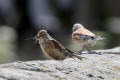 Linnet