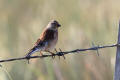 Linnet