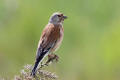 Linnet