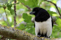 Magpie