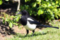 Magpie